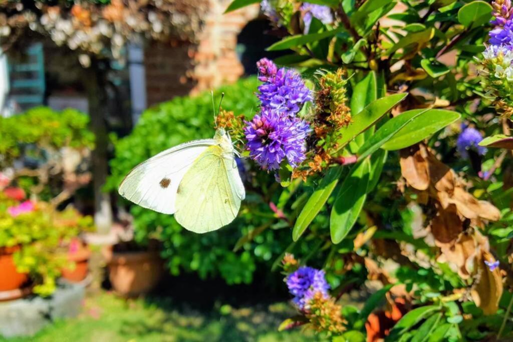 Bellavista La Tua Romantica Vacanza Sul Trasimeno Apartamento Castiglione del Lago Exterior foto